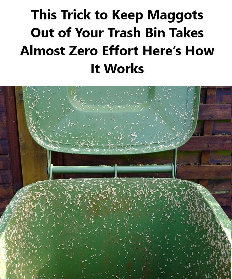 Maggots in the Trash Bin? Here’s How to Prevent Them