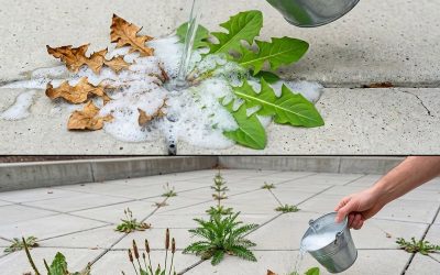 Natural and Powerful Homemade Weed Control