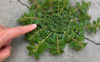 “One Leaf of This Plant Is Worth a Gold Mine!” — Separating Hype From Reality