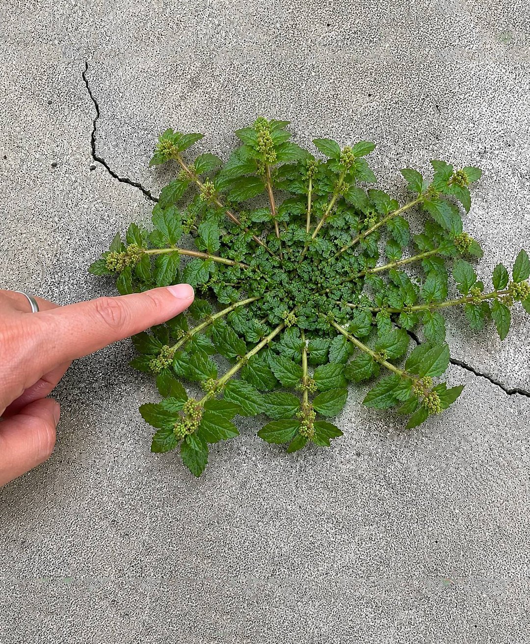 “One Leaf of This Plant Is Worth a Gold Mine!” — Separating Hype From Reality