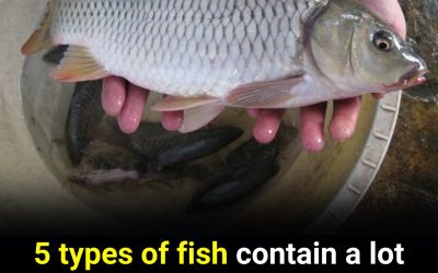 8 Types of Fish You Should Think Twice About Eating – Even When They’re Cheap