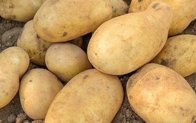 Doctors reveal that eating potatoes causes… See more…
