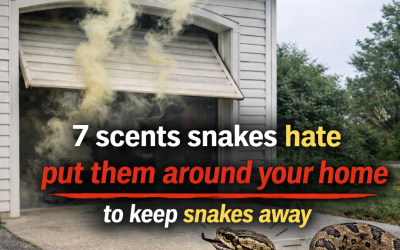 7 Natural Scents That May Help Keep Snakes Away from Your Home