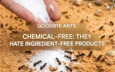 Get Rid of Ants Without Chemicals: They Hate This Natural Ingredient