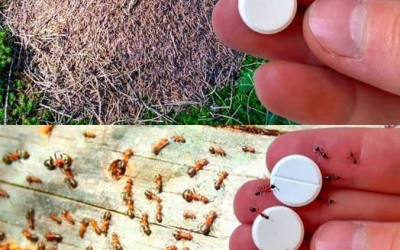 🐜 Ant Trap: How to Get Rid of Ants for Good Without Using Pesticides