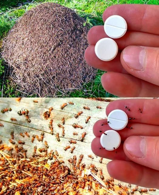 🐜 Ant Trap: How to Get Rid of Ants for Good Without Using Pesticides